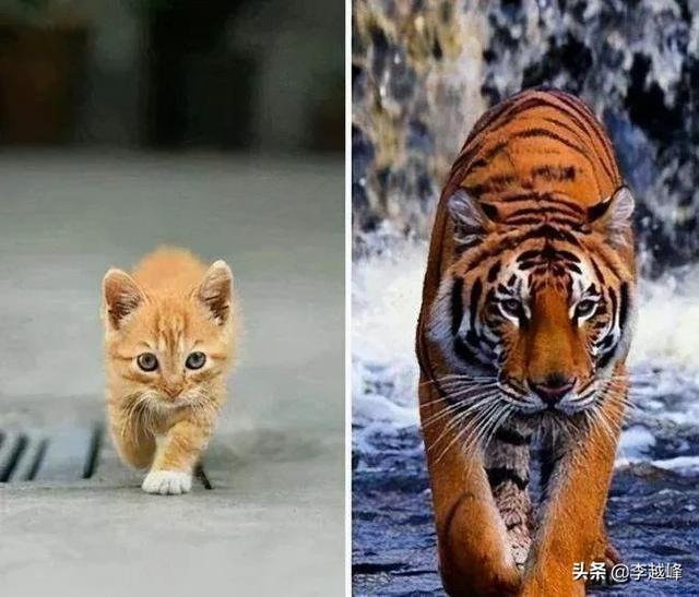马岛獴是什么动物，老虎遇到猫是什么反应，那个传说是不是真的