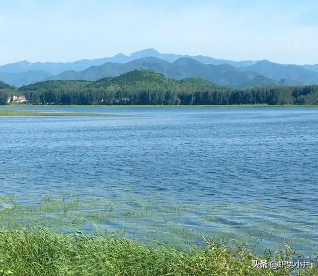 最大的淡水观赏鱼图片:淡水观赏鱼图片大全 三峡水库蓄水差不多20年了，你觉得如今里面最大的鱼能有多大？