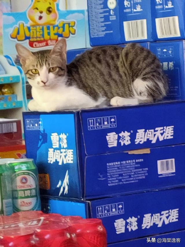 狸花猫的野性有多大？插图56