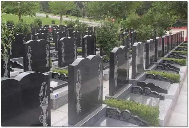 私密地带迎接新的主人:六个月的边牧会认新主人吗？