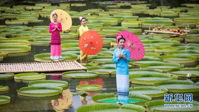 王莲香:在你生活中有见过王莲吗？