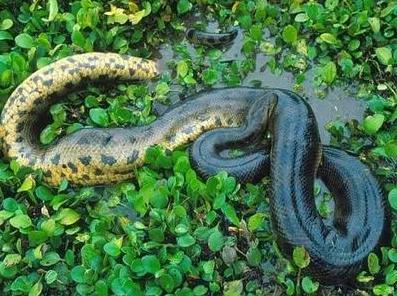 亚马逊的大蟒蛇(亚马逊河流真的有巨蟒吗)_经验妙招5_经验妙招_小高