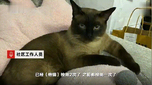 哈尔滨宠物网的自频道:哈尔滨走失狗狗怎么样能找回来？