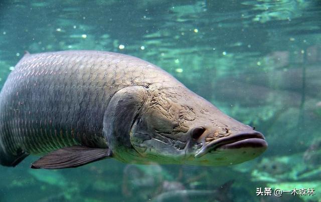 亚马逊河历险记国语免费，食人鱼如此可怕，为什么没有在亚马逊河泛滥