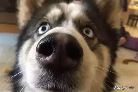 狗的命门在哪里？被大型犬追咬时，怎样做才是正确的自救方法？插图7