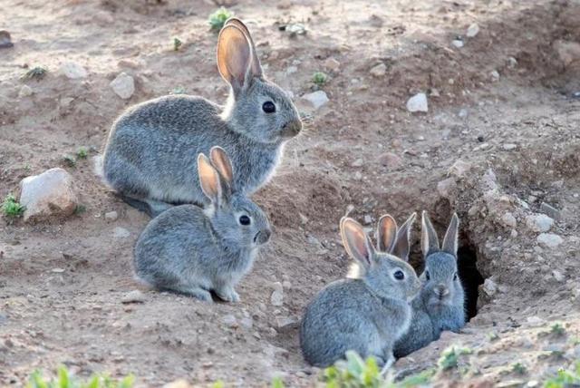 兔子挖洞能挖多深，兔子繁殖能力超强，如果把100只家兔放在野外，几年后会怎样