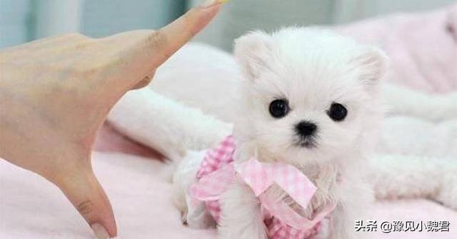 守望犬是什么意思:为什么说：购买茶杯犬就是作恶？可爱的茶杯犬为什么不能养？