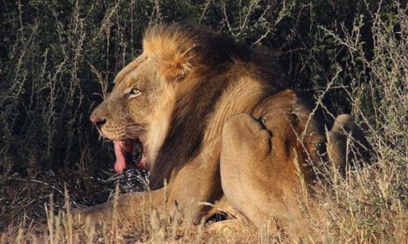 牛头梗 豪猪:牛头梗大战豪猪 狮子是百兽之王，为什么遇到豪猪却秒怂？