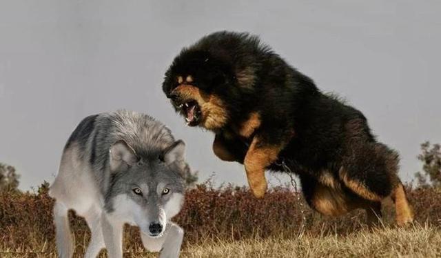 比特犬图片:地球上被禁养的10种猛犬，藏獒的战斗力能否干过狼？ 纯种比特犬图片