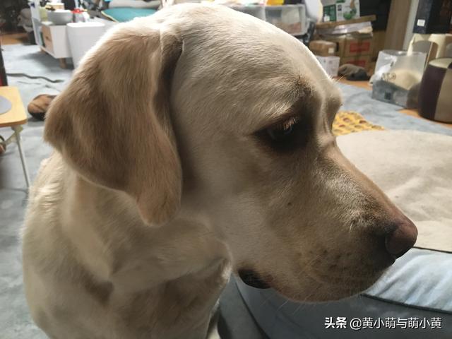 腊肠犬图片:有哪些适合养在家里的狗狗？