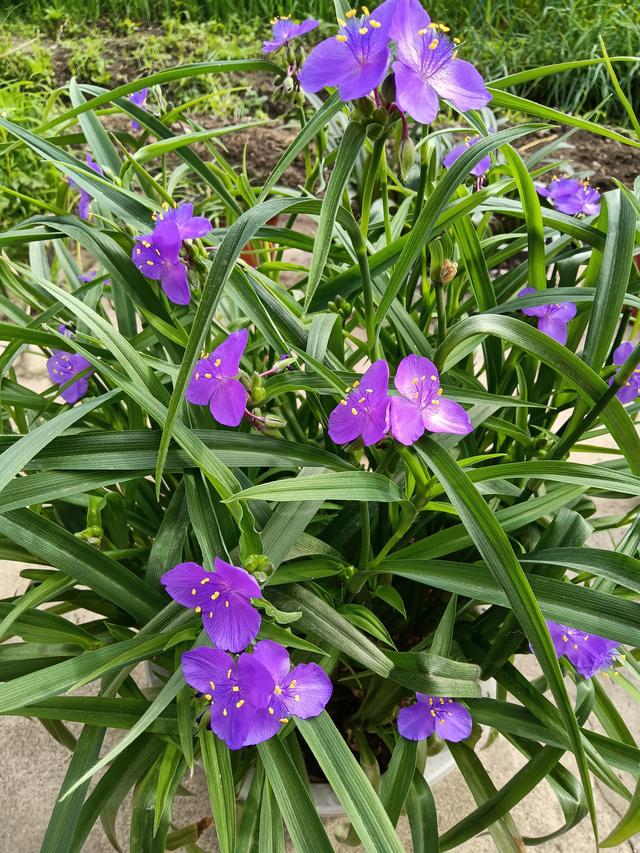 哪些花光照不好也能养好，盆栽的蓝雪花光照不足，不开花应该怎么办