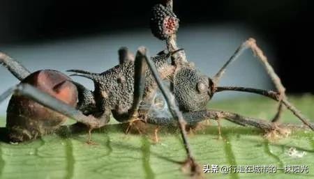 僵尸蚂蚁:真实存在的僵尸蚂蚁，会吃人并感染人类吗？