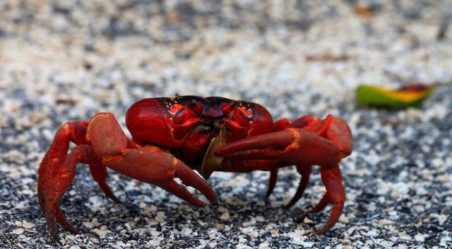 圣诞岛被红蟹一手把控，动物界的狠心父母到底有多恐怖