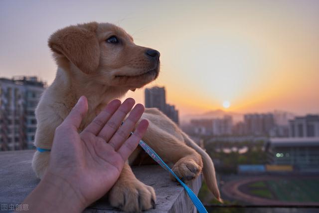 对狗耳朵说话的表情包:人在讲话的时候，狗的脑袋扭来扭去是以内听懂了还是出于好奇？