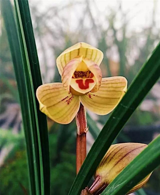 头条问答 - 世界上最贵兰花值多少钱?(17个回答)