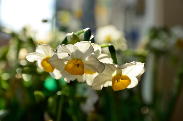 1994年属狗女的婚配禁忌,93年属鸡男与94年属狗女的婚姻怎么样？