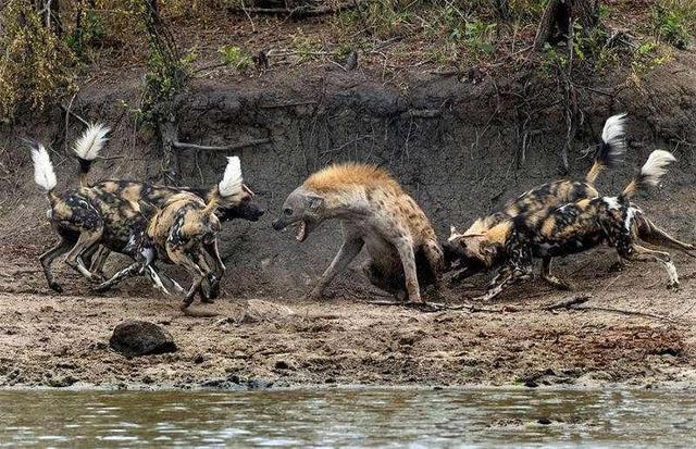 野狗和鬣狗谁的战斗力更强，非洲鬣狗和非洲野狗哪一个更加厉害一点