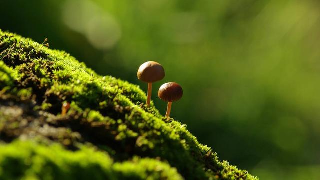 气质高贵的白冠噪鹛:基础白衬衫有哪些心机穿法，怎么利用白衬衫凹出高级感？