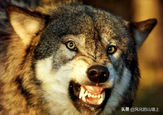 亚马逊部落全课v，为什么狼群不敢攻击有牧羊犬保护的羊群狼群难道打不过一条狗
