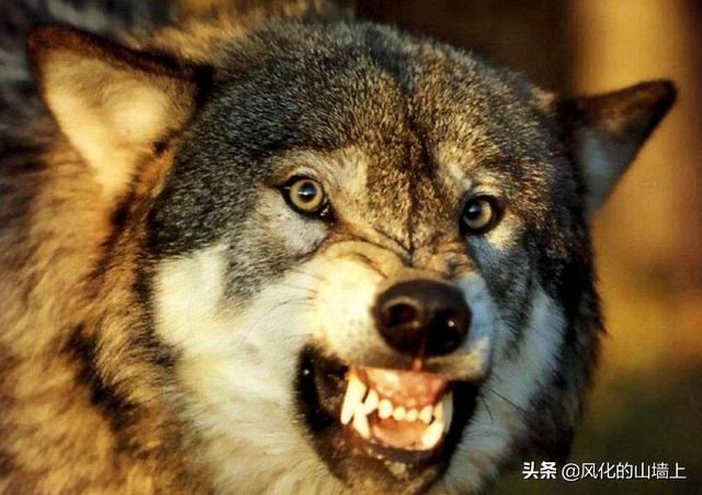 那不勒斯獒冠军:为什么狼群不敢攻击有牧羊犬保护的羊群？狼群难道打不过一条狗？