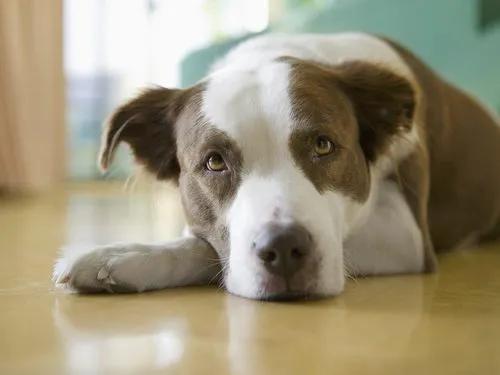 大家听过或经历过最感人的动物报恩的故事是什么？插图6