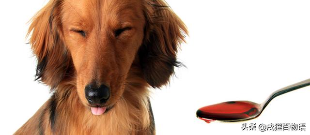 宠物用药:如何正确给生病的狗狗吃药喂药？