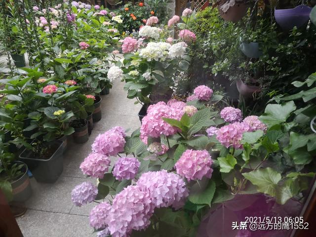 桃叶珊瑚适合种家里吗:绣球花可以种在桂花树下吗？