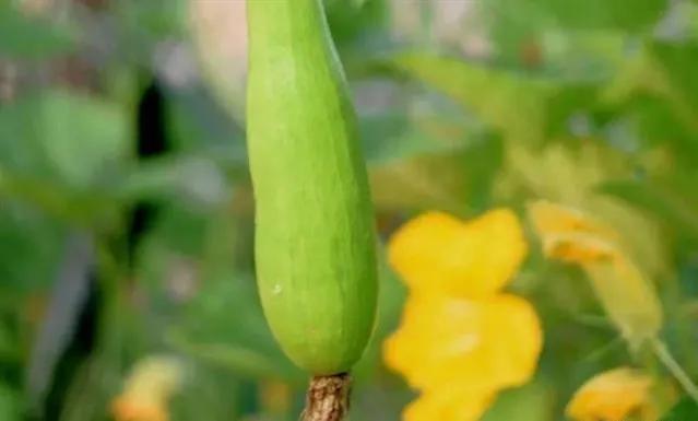 长生草属怎么养护种植:我家有一处空房子，请问能长什么蔬菜或养殖什么？