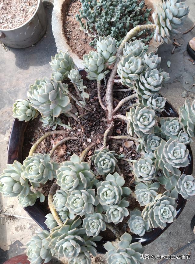 头条问答 多肉老桩很仙的感觉 价格相对也高 老桩会不会不久老死了 49个回答