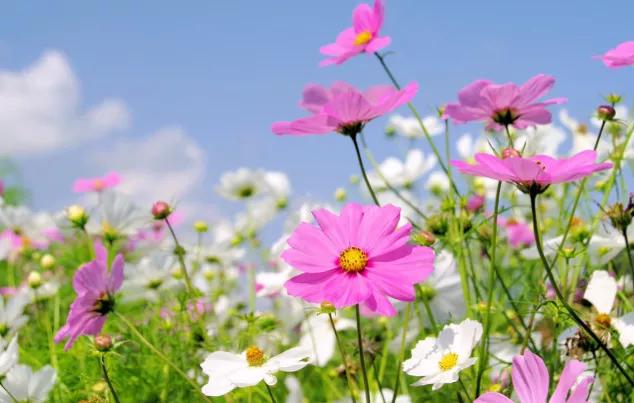 “唯有牡丹真国色,花开时节动京城”真是牡丹艳压四方的真实写照吗？还有更贴切的描述吗？