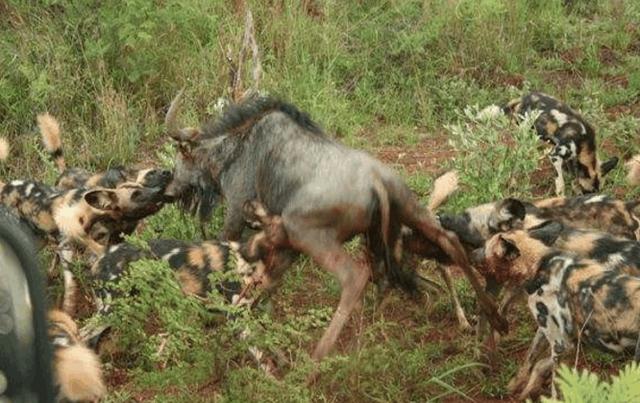 野狗交配:成年非洲野狗与成年比特犬关在十平米房间生死斗，谁会胜出？