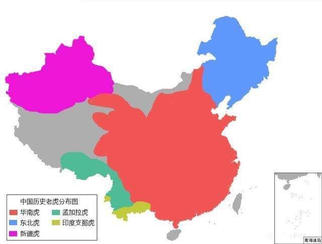 东北虎还有多少只,为何中国东北虎会变得这么少？