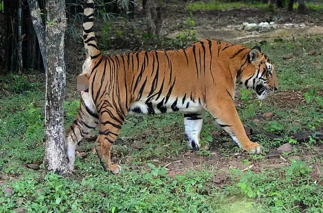 老虎埋自己的便便吗？插图4