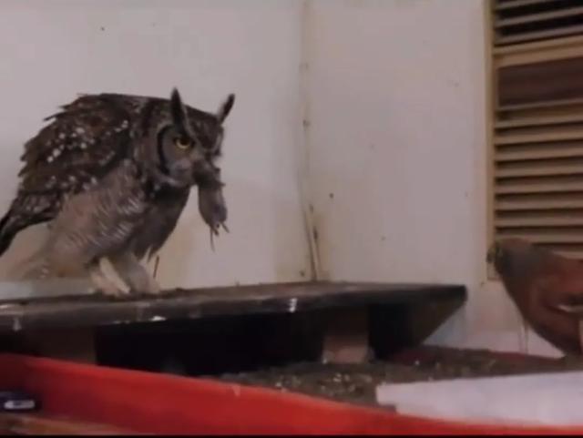 大家听过或经历过最感人的动物报恩的故事是什么？插图14