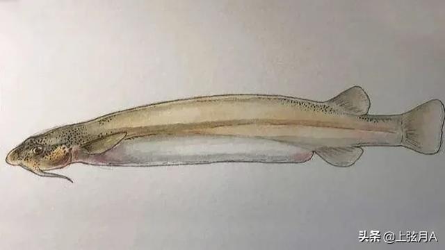 巨骨舌鱼是保护动物吗，亚马逊河流里的