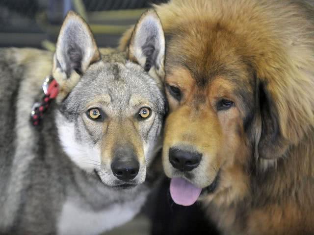 比特犬买卖区，地球上被禁养的10种猛犬，藏獒的战斗力能否干过狼