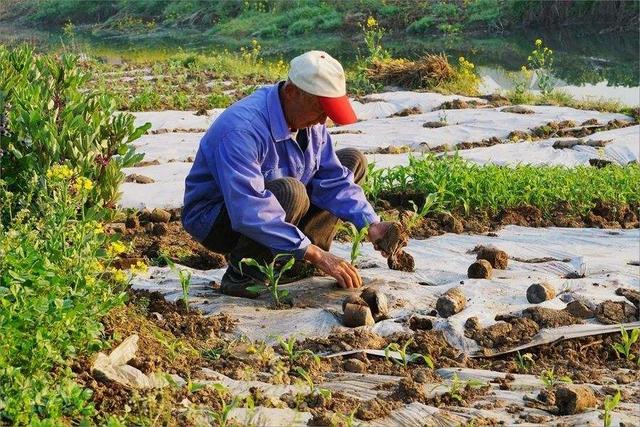 都说农民种地挨累不挣钱,如何如何苦,为什么不进城当工人？