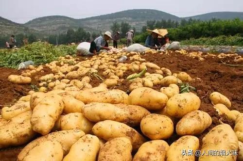 市面上的土豆越来越大，究竟和膨大剂有没有关系？你会吃吗？插图16