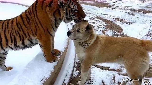 狗狗对屠夫会害怕，在野外屠夫遇到狼是否一样，狼也会怕？插图29