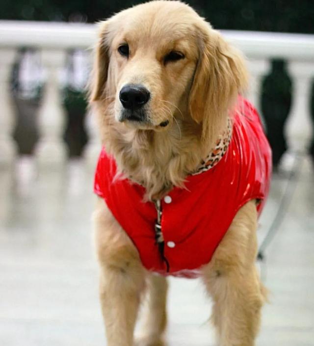 狗的命门在哪里？被大型犬追咬时，怎样做才是正确的自救方法？插图39