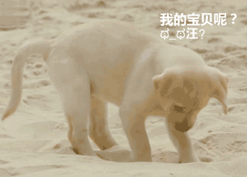 所有大型犬图片及名称:有哪些品种的忠诚温顺大型犬？