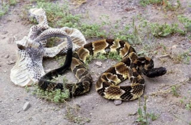黄花松蛇毒性:你遇到过蛇正在蜕皮的吗？为什么老人说遇见蛇蜕皮有不妙呢？