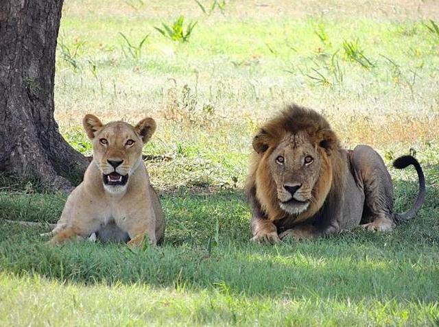 (狮子与马对比)_经验妙招5_经验妙招_小高教学网
