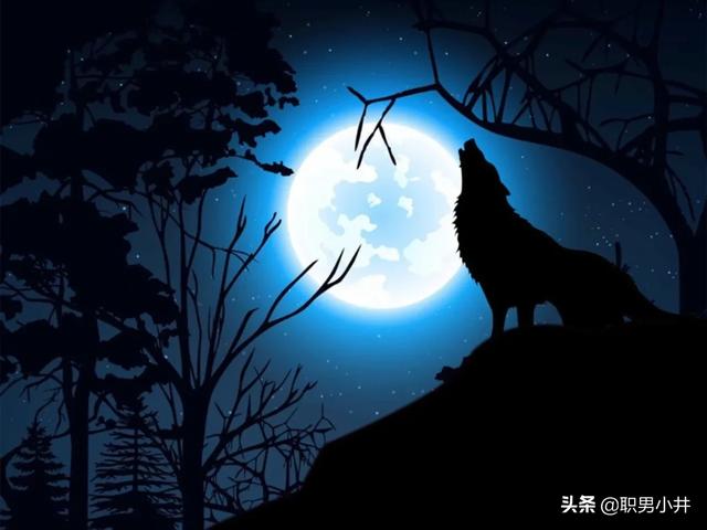 一度藏獒网网址:为什么有人说“在青藏高原无人区，晚上最好别烧火取暖”？