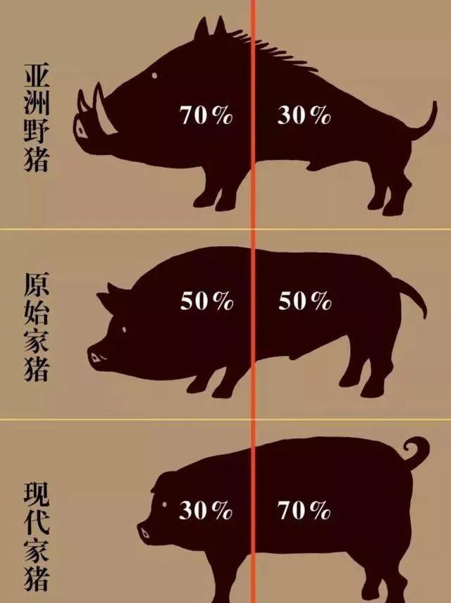 澳洲野犬 百科:听说放养的猪叫野猪，圈养的狼是狗，对吗？