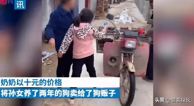 京巴狗图片.:京巴狗图片照片 京巴犬特别黏人是什么原因？该怎么解决？