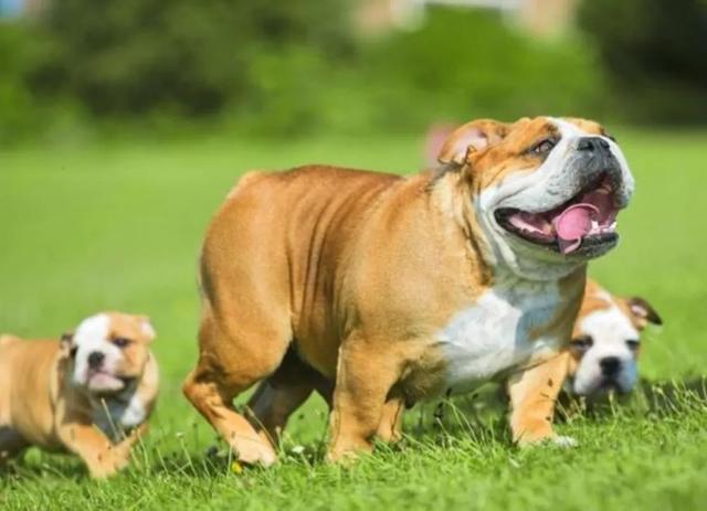 狗的命门在哪里？被大型犬追咬时，怎样做才是正确的自救方法？插图36