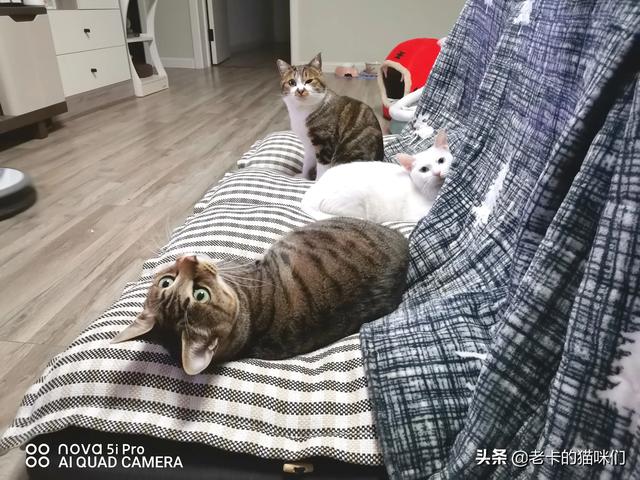 买猫别墅好还是猫爬架:现在养只小猫花销真的很大吗？