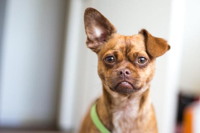 缉毒犬偷吃薯条:有哪些奇怪的动物行为，没有多少人知道？