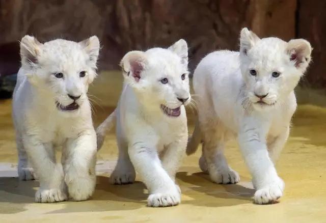 你们骂的或者追捧的白虎白狮,到底是怎么形成的?